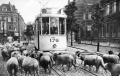 Rotterdam en z'n Tram nr 801a