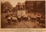 19240925 Schapen op de Boezemweg, verzameling Hans Kaper