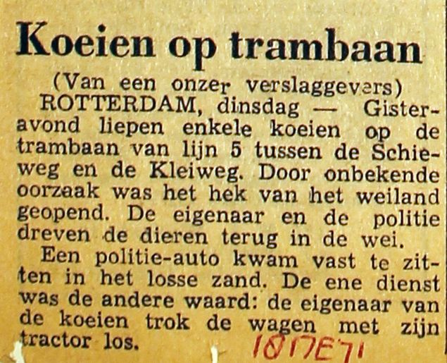 19710518 Koeien op trambaan.